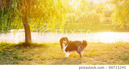 Tricolor Rough Collie, Funny Scottish Collie, Long-haired Collie, English Collie, Lassie Dog In Sunny Summer Evening. Soft Summer Shinning Light Tricolor Rough Collie, Funny Scottish Collie, Long-haired Collie, English Collie, Lassie Dog In Sunny Summer Evening. Soft Summer Shinning Light 99713245