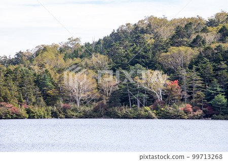 Autumn leaves of Shirakomakike Autumn leaves of Shirakomakike 99713268