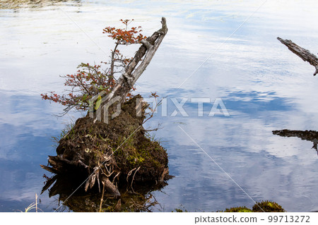 白駒池盆景 白駒池盆景 99713272