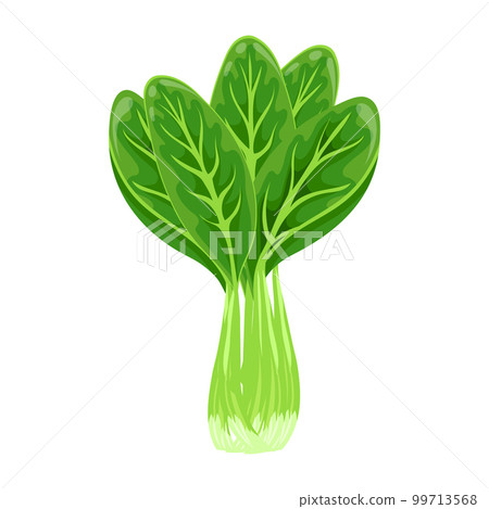 Fresh green bok choy, pak choy or chinese kale, vegetable, food. Botanical illustration. Vector 99713568
