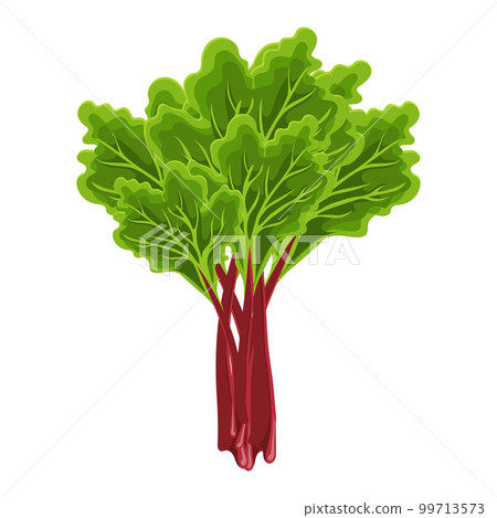 Fresh green stems and leaves of rhubarb on a white background, food. Botanical illustration. Vector Fresh green stems and leaves of rhubarb on a white background, food. Botanical illustration. Vector 99713573