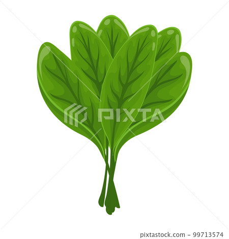 Fresh green leaves of sorrel on a white background, food. Botanical illustration. Vector Fresh green leaves of sorrel on a white background, food. Botanical illustration. Vector 99713574