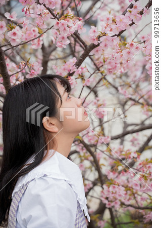 Girl looking up at cherry blossoms in full bloom 99713656
