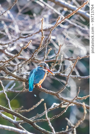 公園的翠鳥 公園的翠鳥 99713764