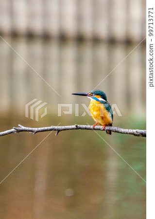 The kingfisher of a park 99713771