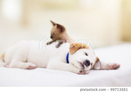 Cat and dog sleeping. Puppy and kitten sleep. Cat and dog sleeping. Puppy and kitten sleep. 99713881