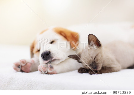 Cat and dog sleeping. Puppy and kitten sleep. 99713889
