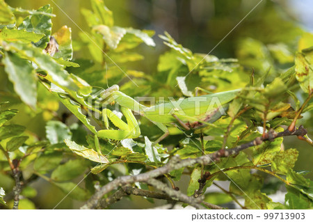 白尾螳螂 99713903