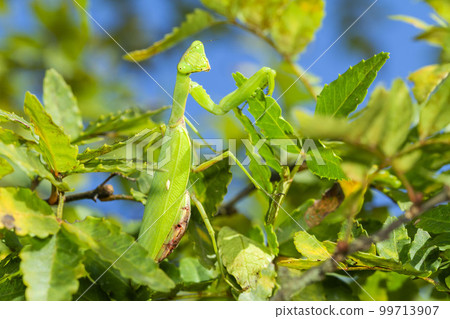White-tailed Mantis 99713907