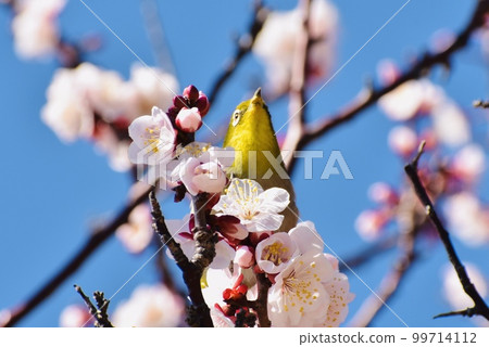White-eye 3 that flew to light pink plum blossoms 99714112