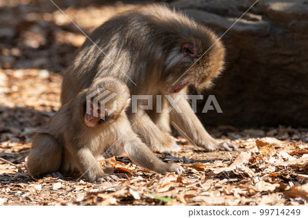 日本猴子的父母和孩子 99714249