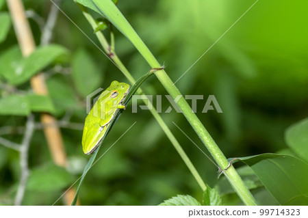 Schlegel frog 99714323