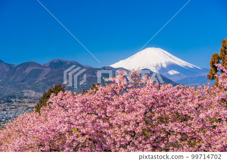 （神奈川縣）松田西平畑公園河津櫻花和富士山 99714702