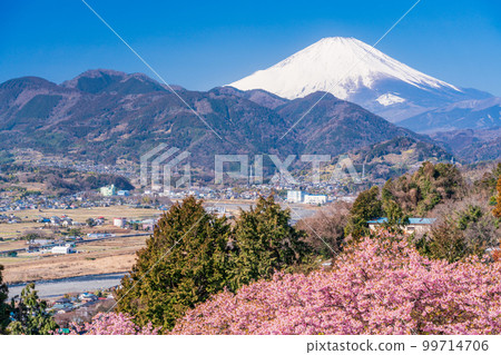 (神奈川縣)松田西平畑公園河津櫻花和富士山 (神奈川縣)松田西平畑公園河津櫻花和富士山 99714706