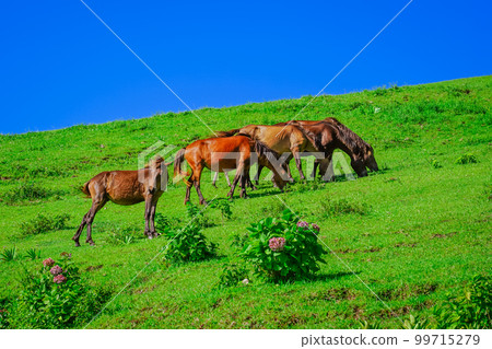 土肥岬的野馬(宮崎縣球磨市) 土肥岬的野馬(宮崎縣球磨市) 99715279