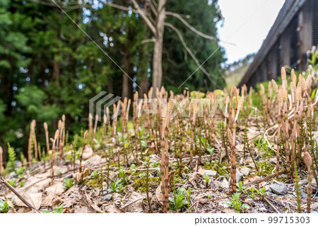 Fields of Spring ~Tsukushinbo~ 99715303