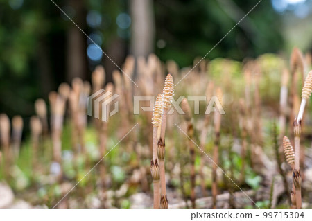 春天的原野～租神坊～ 99715304