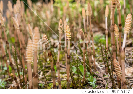 Fields of Spring ~Tsukushinbo~ 99715307