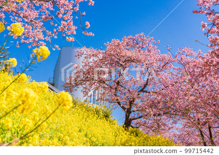 （神奈川縣）松田西平畑公園 步行道上的油菜花和河津櫻花 99715442