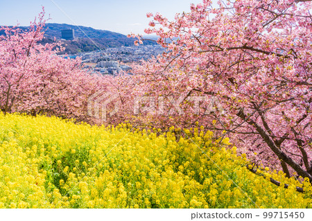 (神奈川縣)松田西平畑公園 步行道上的油菜花和河津櫻花 (神奈川縣)松田西平畑公園 步行道上的油菜花和河津櫻花 99715450
