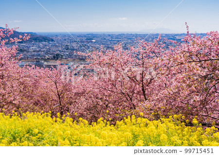 (神奈川縣)松田西平畑公園 步行道上的油菜花和河津櫻花 (神奈川縣)松田西平畑公園 步行道上的油菜花和河津櫻花 99715451