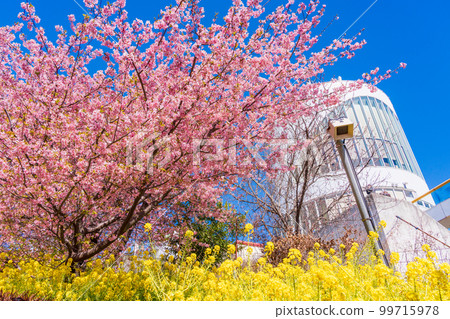 （神奈川縣）松田、西平畑公園、松田山香草園 油菜花和河津櫻花 99715978