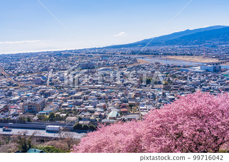(Kanagawa Prefecture) Matsuda, Nishihirahata Park, the cityscape of Odawara over the Kawazu cherry blossoms (Kanagawa Prefecture) Matsuda, Nishihirahata Park, the cityscape of Odawara over the Kawazu cherry blossoms 99716042