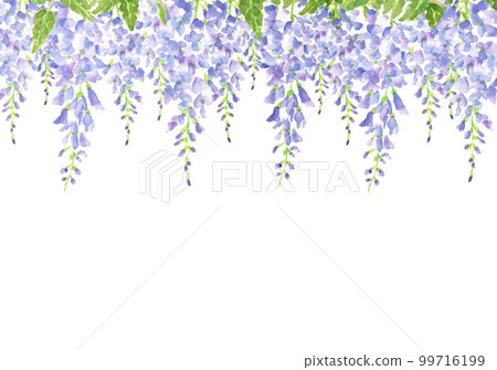 紫藤花架盛開插畫【手繪水彩畫】白底透明背景複製空間可用 紫藤花架盛開插畫【手繪水彩畫】白底透明背景複製空間可用 99716199