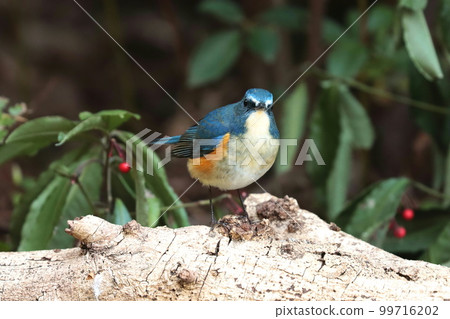 Male Red-flanked Bluetail "Happy Blue Bird" 99716202