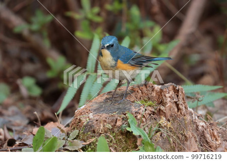 Male Red-flanked Bluetail "Happy Blue Bird" Male Red-flanked Bluetail "Happy Blue Bird" 99716219