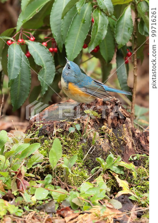 Male Red-flanked Bluetail "Happy Blue Bird" 99716261