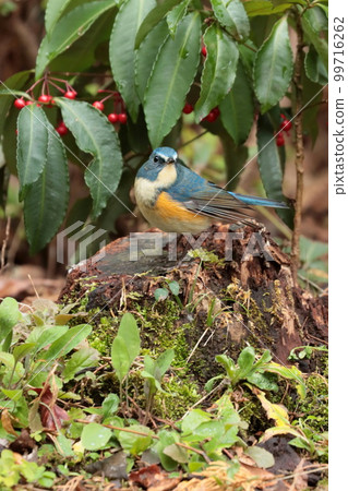 Male Red-flanked Bluetail "Happy Blue Bird" 99716262
