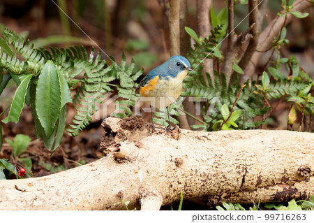Male Red-flanked Bluetail "Happy Blue Bird" 99716263