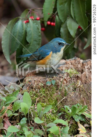 雄性紅腹藍尾魚“快樂藍鳥” 99716329