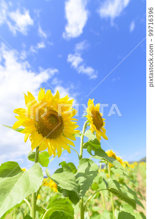 北海道赤井川村 Enjoy Farm Yume 的向日葵田 北海道赤井川村 Enjoy Farm Yume 的向日葵田 99716396