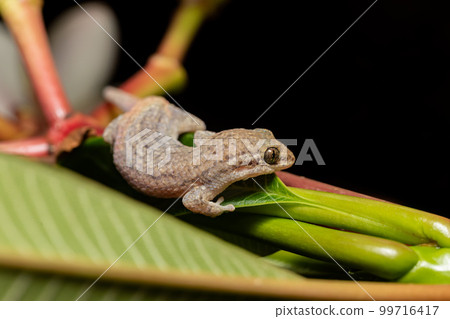 Grandidier's gecko, Geckolepis typica, Kivalo Morondava Madagascar wildlife Grandidier's gecko, Geckolepis typica, Kivalo Morondava Madagascar wildlife 99716417