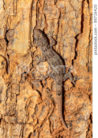 Hemidactylus mercatorius, Tsingy de Bemaraha, Madagascar wildlife Hemidactylus mercatorius, Tsingy de Bemaraha, Madagascar wildlife 99716420