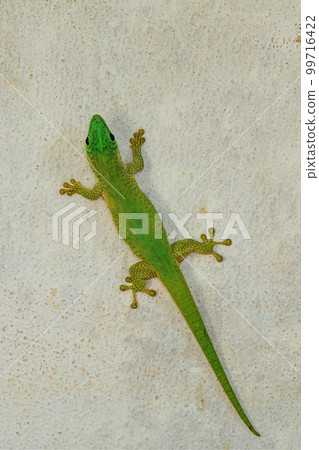 Koch's Day Gecko, Phelsuma kochi, Tsingy de Bemaraha Madagascar wildlife 99716422