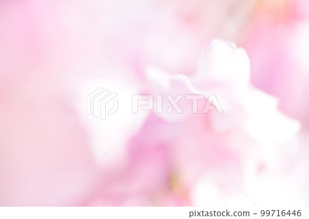 Pink gradation background material 99716446