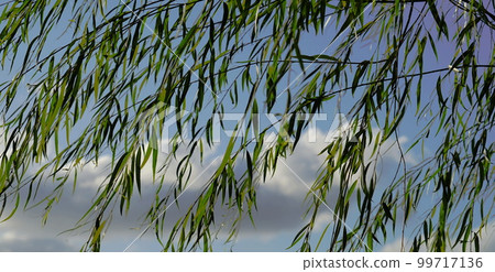 柳葉 柳葉 99717136