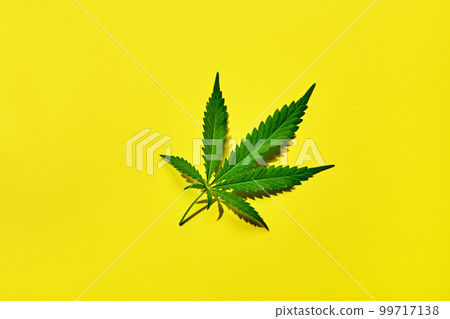 Cannabis leaf on a yellow background with hard shadow. 99717138