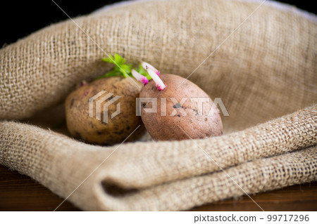 Spring potatoes with sprouted sprouts, ready for planting in the ground. 99717296
