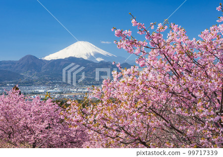 Kawazu cherry blossoms and Mt.Fuji Spring in Japan Oi Yumenosato Kanagawa's famous place 99717339