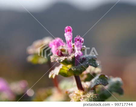雨後早晨的Hotokenoza（沐浴在早春陽光下的花瓣和晨露的特寫） 99717744