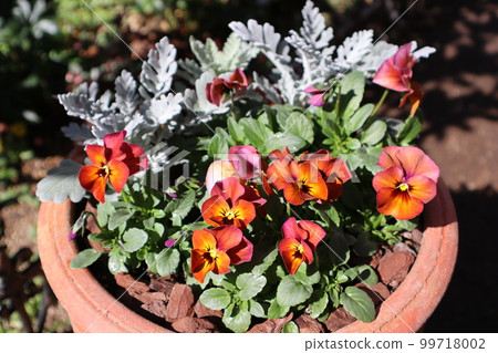 從種子種植的盆栽三色堇 99718002