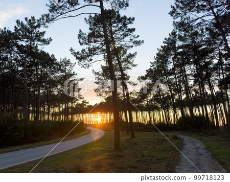 View of Pine trees forest at sunset 99718123