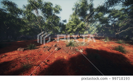 Dirt track through Angophora and eucalyptus forest Dirt track through Angophora and eucalyptus forest 99718193