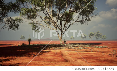 Desert trees in plains of africa under clear sky and dry floor Desert trees in plains of africa under clear sky and dry floor 99718225