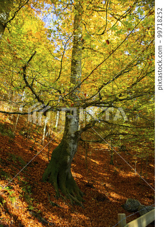 maple, maple forest, forest trail, tourist, カエデ, カエデ forest, forest road, 観光客, maple, maple forest maple, maple forest, forest trail, tourist, カエデ, カエデ forest, forest road, 観光客, maple, maple forest 99718252