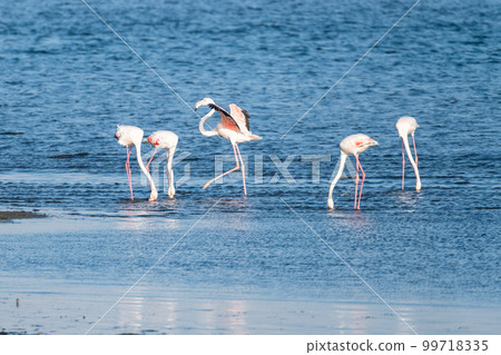 Flamingos at Ria de Aveiro delta Flamingos at Ria de Aveiro delta 99718335